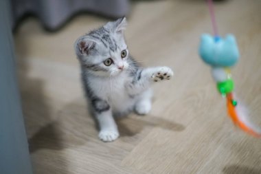 Şirin gümüş tekir İskoç kedisi