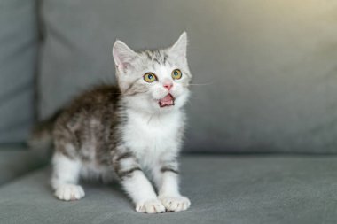 Evde sevimli bir kedi yavrusu var, Gümüş Tekir İskoç Kedisi. 