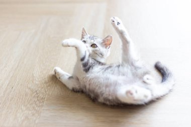 Evde sevimli bir kedi yavrusu var, Gümüş Tekir İskoç Kedisi. 