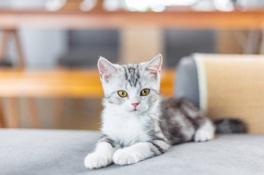 Evde sevimli bir kedi yavrusu var, Gümüş Tekir İskoç Kedisi. 