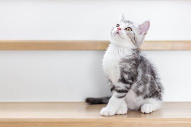 Evde sevimli bir kedi yavrusu var, Gümüş Tekir İskoç Kedisi. 