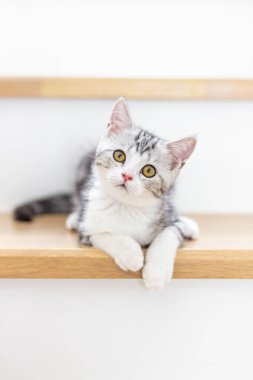 Evde sevimli bir kedi yavrusu var, Gümüş Tekir İskoç Kedisi. 