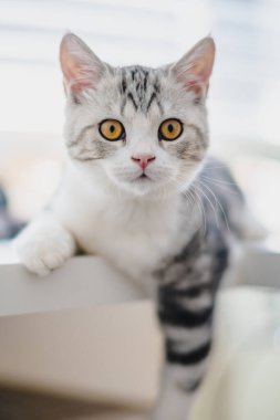 Evde sevimli bir kedi yavrusu var, Gümüş Tekir İskoç Kedisi.