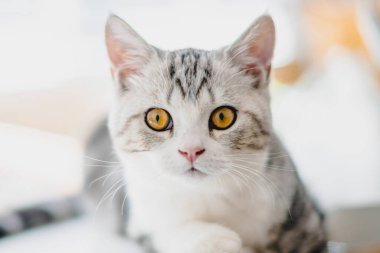 Evde sevimli bir kedi yavrusu var, Gümüş Tekir İskoç Kedisi.