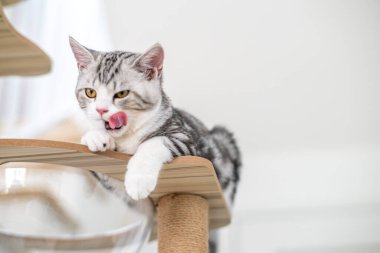 Evde sevimli bir kedi yavrusu var, Gümüş Tekir İskoç Kedisi.