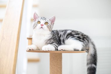 Evde sevimli bir kedi yavrusu var, Gümüş Tekir İskoç Kedisi.