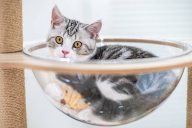 Evde sevimli bir kedi yavrusu var, Gümüş Tekir İskoç Kedisi.