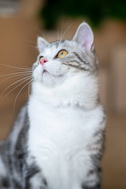 Şirin kedi eğiliyor, şirin kedi yavrusu evde, Gümüş Tekir İskoç Kedisi
