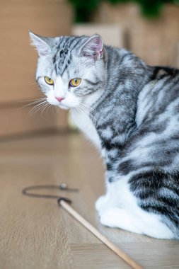 Şirin kedi eğiliyor, şirin kedi yavrusu evde, Gümüş Tekir İskoç Kedisi