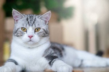 Şirin kedi eğiliyor, şirin kedi yavrusu evde, Gümüş Tekir İskoç Kedisi