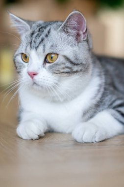 Şirin kedi eğiliyor, şirin kedi yavrusu evde, Gümüş Tekir İskoç Kedisi