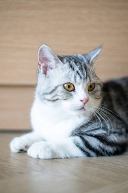 Şirin kedi eğiliyor, şirin kedi yavrusu evde, Gümüş Tekir İskoç Kedisi