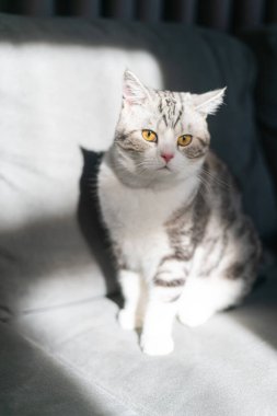 Kedi gri kanepede oturuyor, sevimli yavru kedi evde, gümüş İskoç kedisi