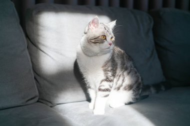 Kedi gri kanepede oturuyor, sevimli yavru kedi evde, gümüş İskoç kedisi