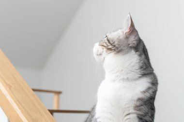 Kedi gri kanepede oturuyor, sevimli yavru kedi evde, gümüş İskoç kedisi