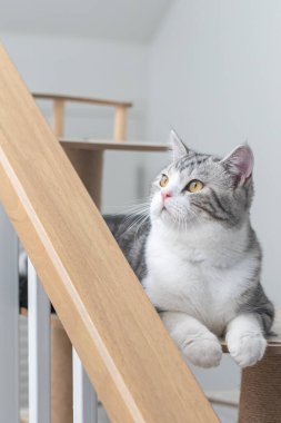 Kedi gri kanepede oturuyor, sevimli yavru kedi evde, gümüş İskoç kedisi