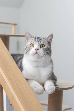 Kedi gri kanepede oturuyor, sevimli yavru kedi evde, gümüş İskoç kedisi