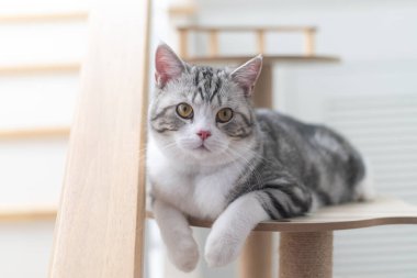 Kedi gri kanepede oturuyor, sevimli yavru kedi evde, gümüş İskoç kedisi