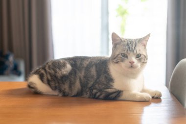Kedi gri kanepede oturuyor, sevimli yavru kedi evde, gümüş İskoç kedisi