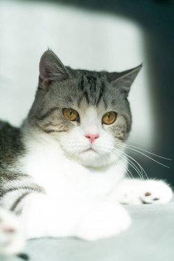 Kedi gri kanepede uyuyor, sevimli yavru kedi evde, gümüş İskoç kedisi