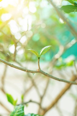 Yeşil yaprakları ve güneş ışığı