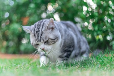 Bahçede yeşil çimlerin üzerinde yürüyen gümüş kedinin portresi