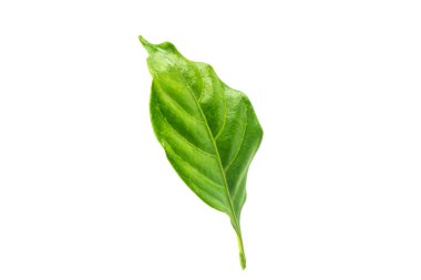 beyaz arkaplanda yeşil yapraklar izole