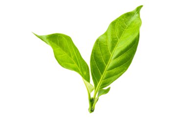 beyaz arkaplanda yeşil yapraklar izole