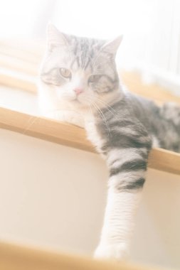 Sevimli kedi, gün ışığı parlayan bir evin merdivenlerinde oynuyor. Evde sevimli bir kedi, gümüş İskoç.