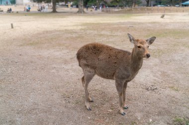 Geyik Nara Parkı 'nda, vahşi sika geyiği, Nara, Japonya