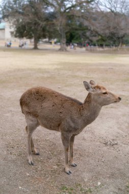 Geyik Nara Parkı 'nda, vahşi sika geyiği, Nara, Japonya
