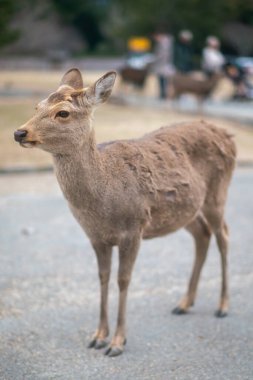 Geyik Nara Parkı 'nda, vahşi sika geyiği, Nara, Japonya