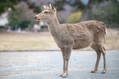 Geyik Nara Parkı 'nda, vahşi sika geyiği, Nara, Japonya