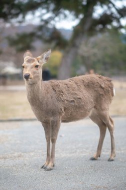 Geyik Nara Parkı 'nda, vahşi sika geyiği, Nara, Japonya