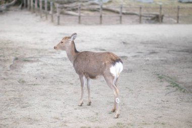 Geyik Nara Parkı 'nda, vahşi sika geyiği, Nara, Japonya
