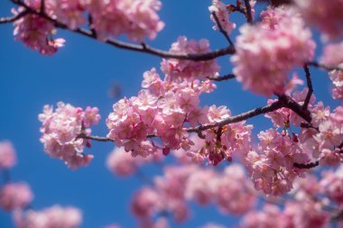 Japonya 'da kiraz çiçekleri, Tokyo