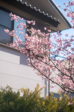 Güzel botanik fotoğrafı, doğal duvar kağıdı.