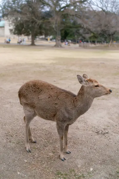 Geyik Nara Parkı 'nda, vahşi sika geyiği, Nara, Japonya