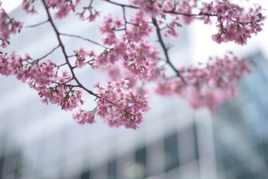 Tokyo 'da pembe kiraz çiçekleri, yüksek binalarla dolu.