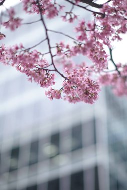Tokyo 'da pembe kiraz çiçekleri, yüksek binalarla dolu.