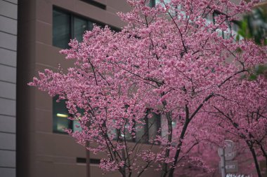 Tokyo 'da pembe kiraz çiçekleri, yüksek binalarla dolu.