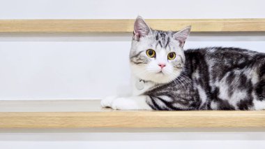 Şirin kedi, Yavru kedi evde, Gümüş Tekir İskoç