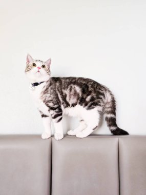 Şirin kedi, Yavru kedi evde, Gümüş Tekir İskoç