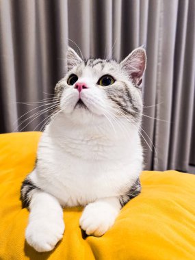 Şirin kedi, Yavru kedi evde, Gümüş Tekir İskoç