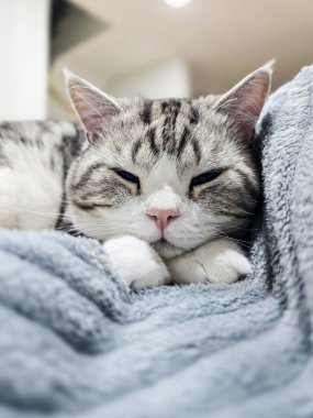 Şirin kedi, Yavru kedi evde, Gümüş Tekir İskoç