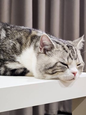 Şirin kedi, Yavru kedi evde, Gümüş Tekir İskoç