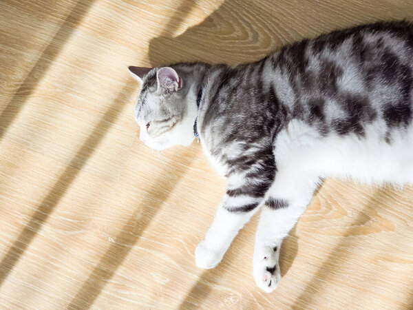 Симпатичный кот, Крошка в доме, Серебряный Тэбби Шотландец