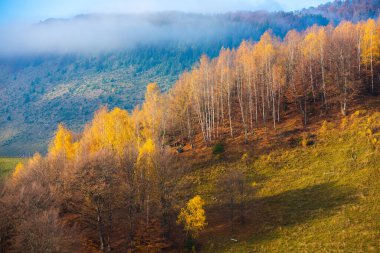Dağ köyündeki renkli sonbahar manzarası. Romanya 'daki Karpat Dağları' nda sisli bir sabah. Şaşırtıcı doğa..