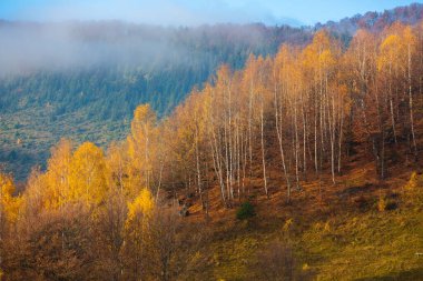 Dağ köyündeki renkli sonbahar manzarası. Romanya 'daki Karpat Dağları' nda sisli bir sabah. Şaşırtıcı doğa..
