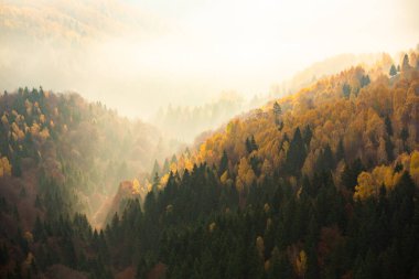 Dağ köyündeki renkli sonbahar manzarası. Romanya 'daki Karpat Dağları' nda sisli bir sabah. Şaşırtıcı doğa..